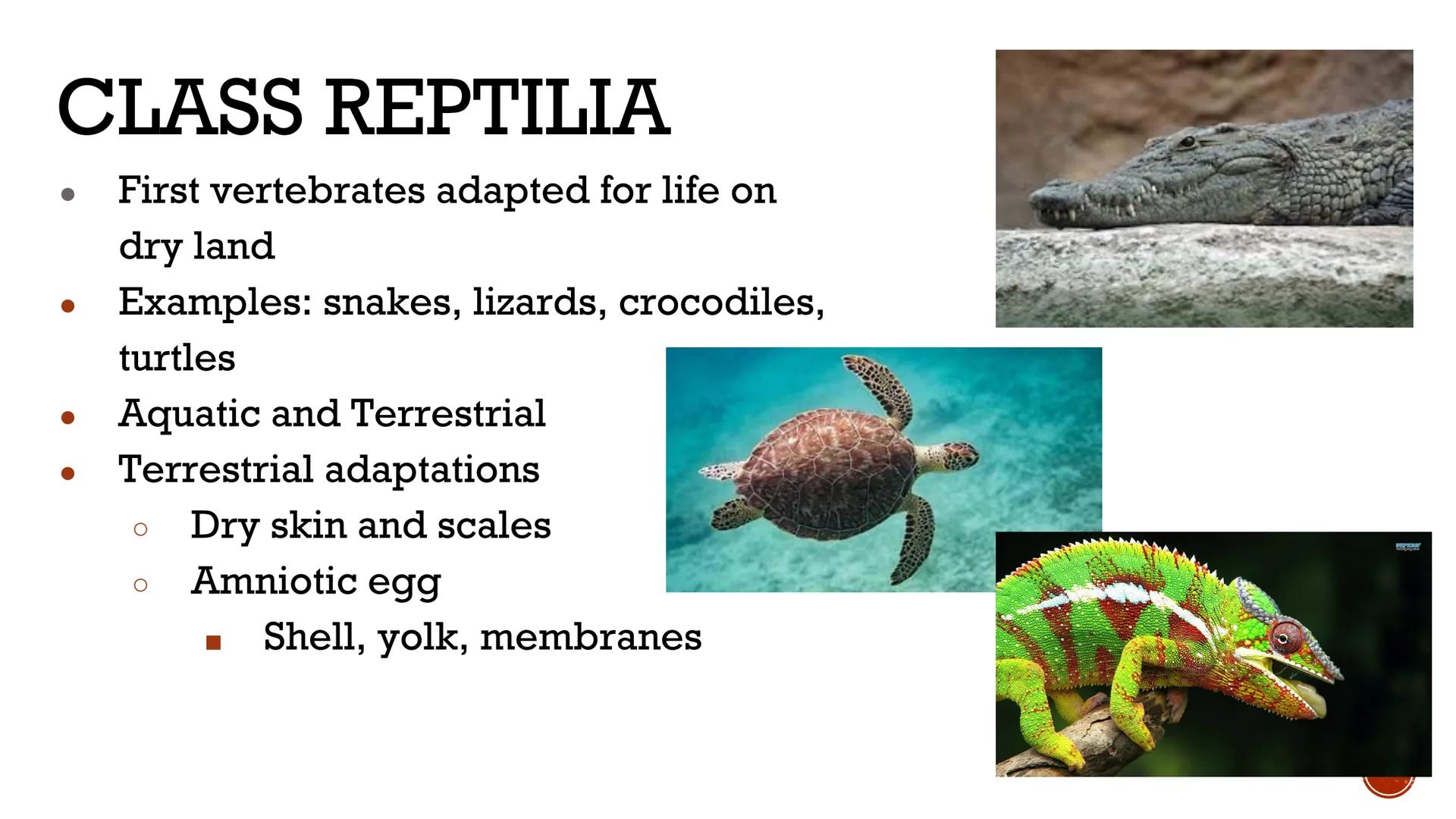 # ANIMALS:
# VERTEBRATES

Biology X # VERTEBRATES

*   Animals WITH a backbone
*   Only Phylum Chordata
    contains vertebrate animals
    