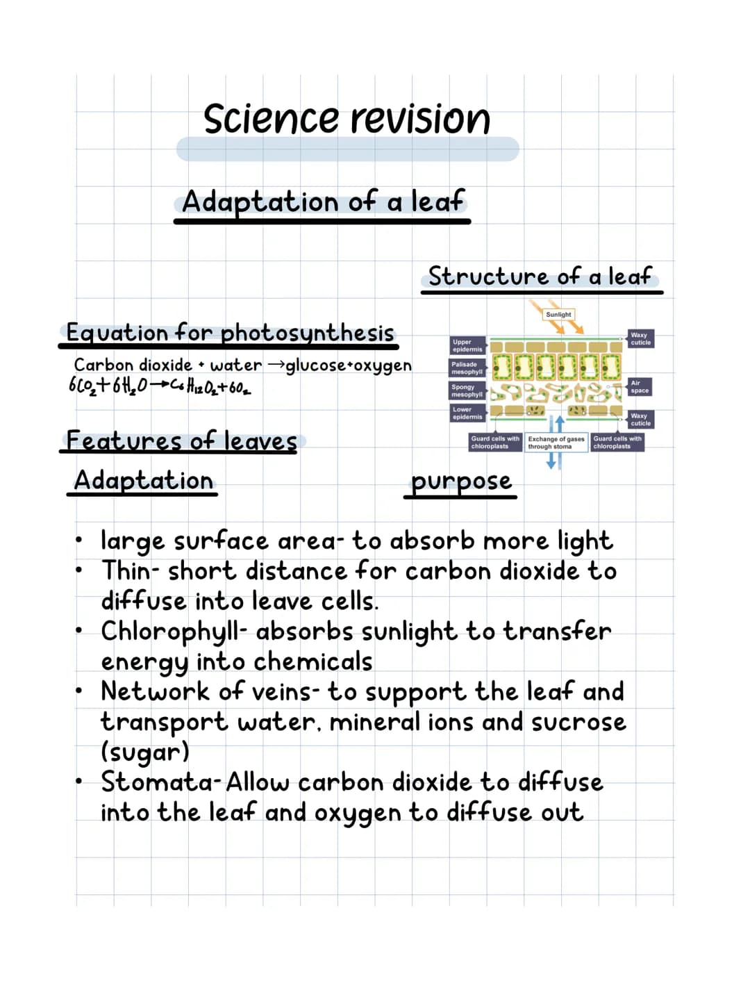 Science revision
Equation for photosynthesis
Carbon dioxide water →glucose+oxygen
6CO₂ + 6H₂0C6H₁₂O₂+60₂
●
Adaptation of a leaf
Features of 