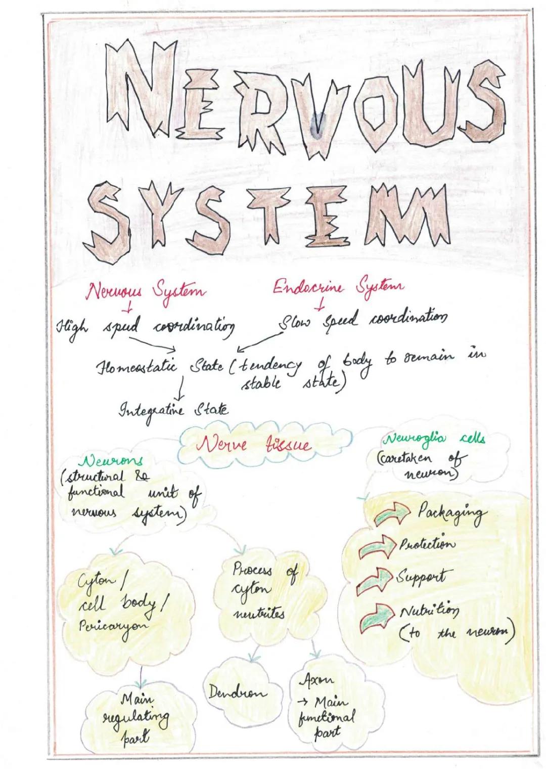 Detailed Notes on Nervous System PDF: Anatomy, Functions, and Action Potential