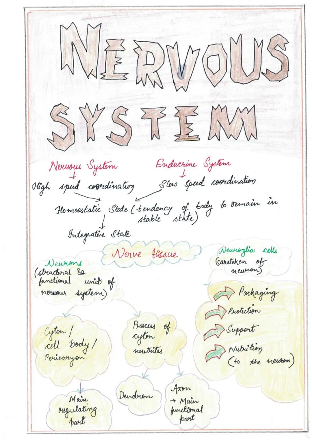 NERVOUS
SYSTEM
Endocrine System
↓
Slow speed coordination
Nervous System
+
High speed coordination
Homeastatic State (tendency of body to re