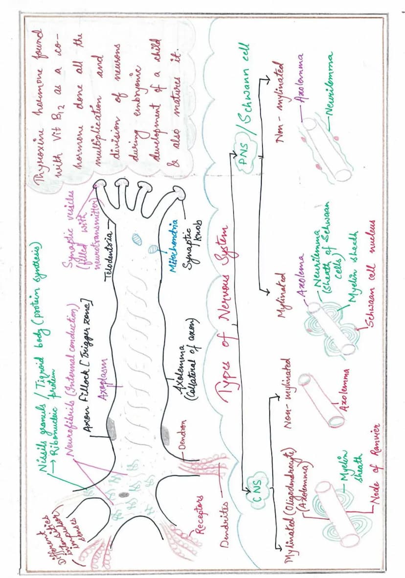NERVOUS
SYSTEM
Endocrine System
↓
Slow speed coordination
Nervous System
+
High speed coordination
Homeastatic State (tendency of body to re