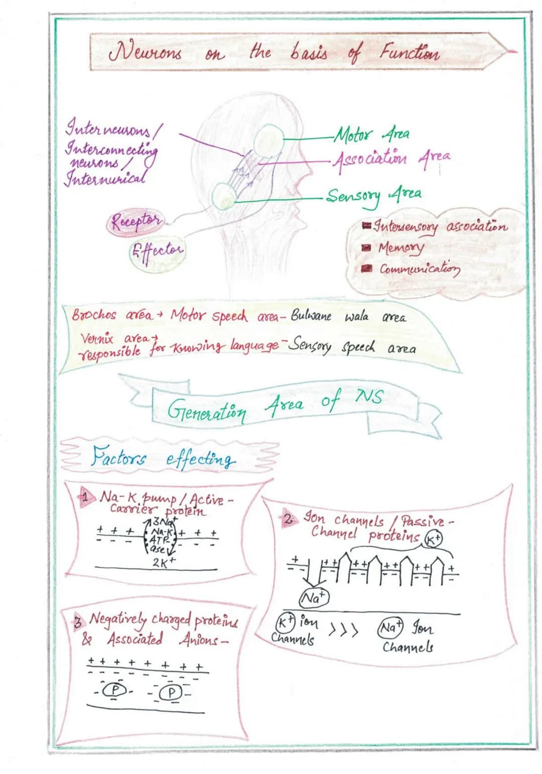 NERVOUS
SYSTEM
Endocrine System
↓
Slow speed coordination
Nervous System
+
High speed coordination
Homeastatic State (tendency of body to re