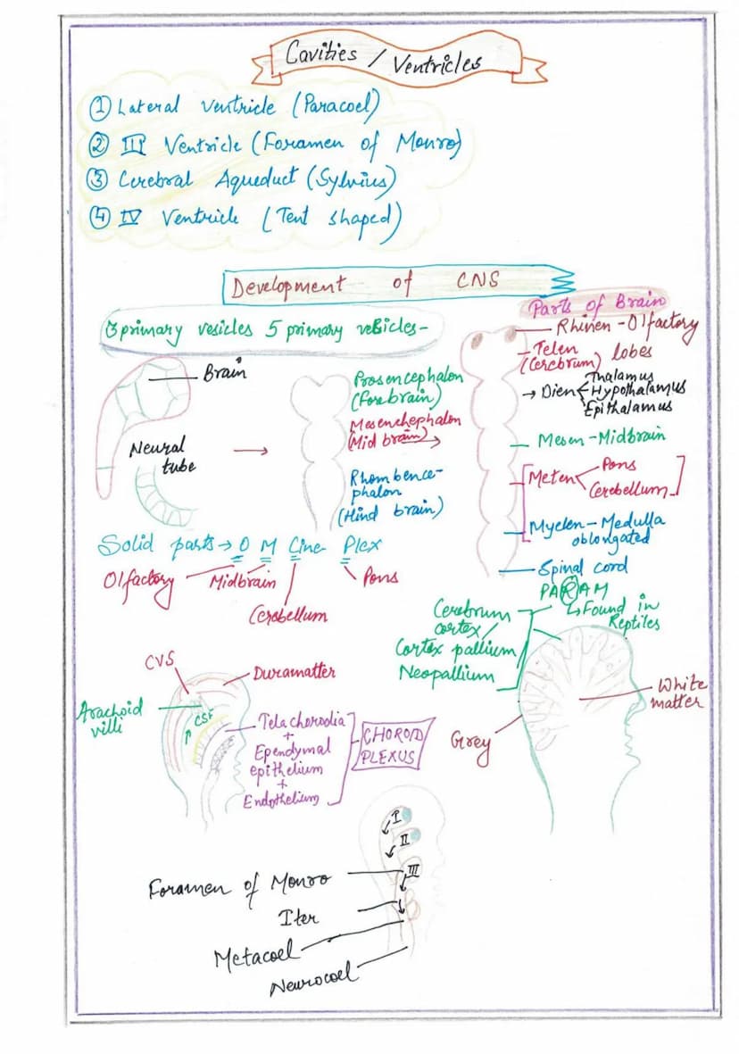 NERVOUS
SYSTEM
Endocrine System
↓
Slow speed coordination
Nervous System
+
High speed coordination
Homeastatic State (tendency of body to re