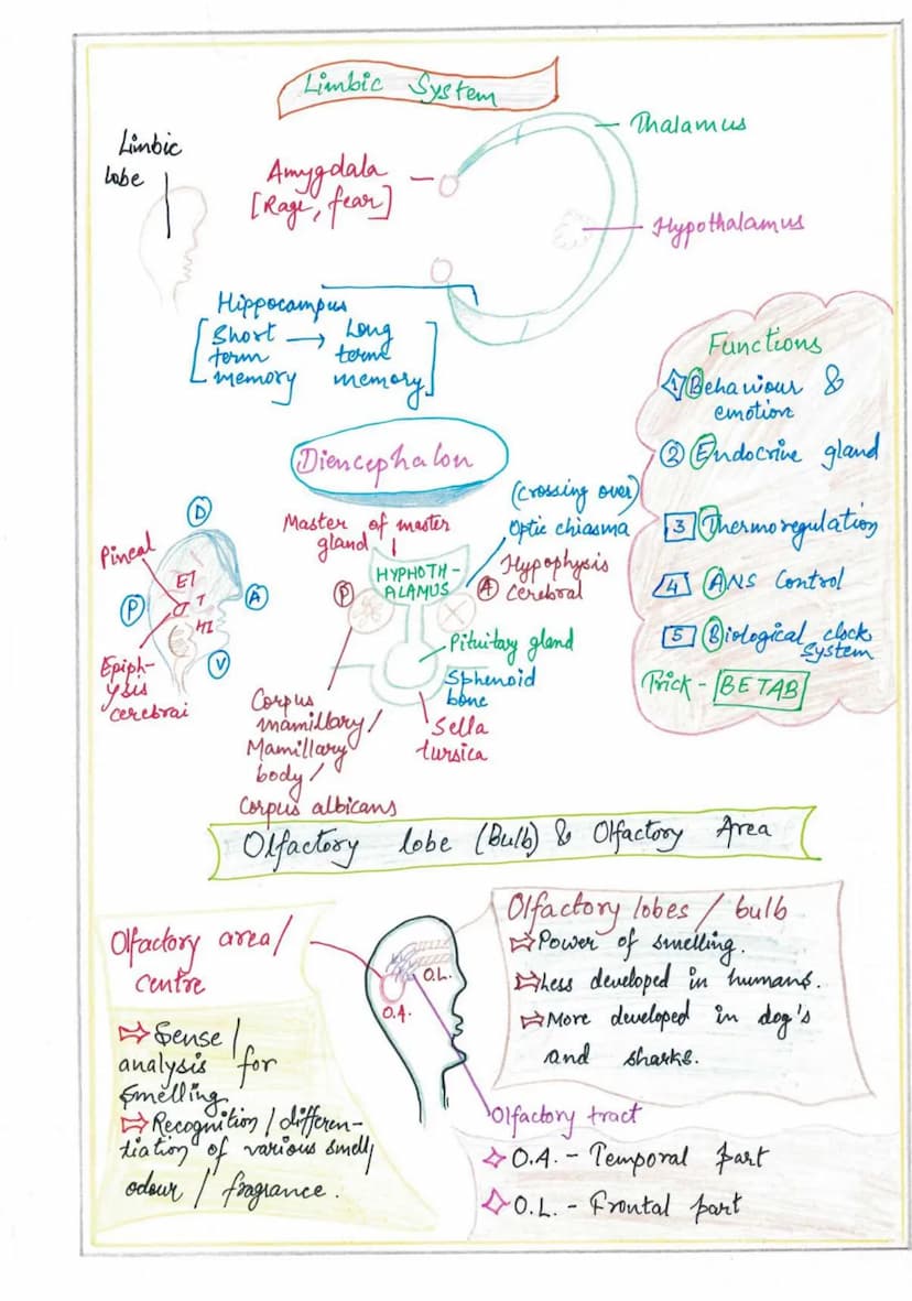 NERVOUS
SYSTEM
Endocrine System
↓
Slow speed coordination
Nervous System
+
High speed coordination
Homeastatic State (tendency of body to re