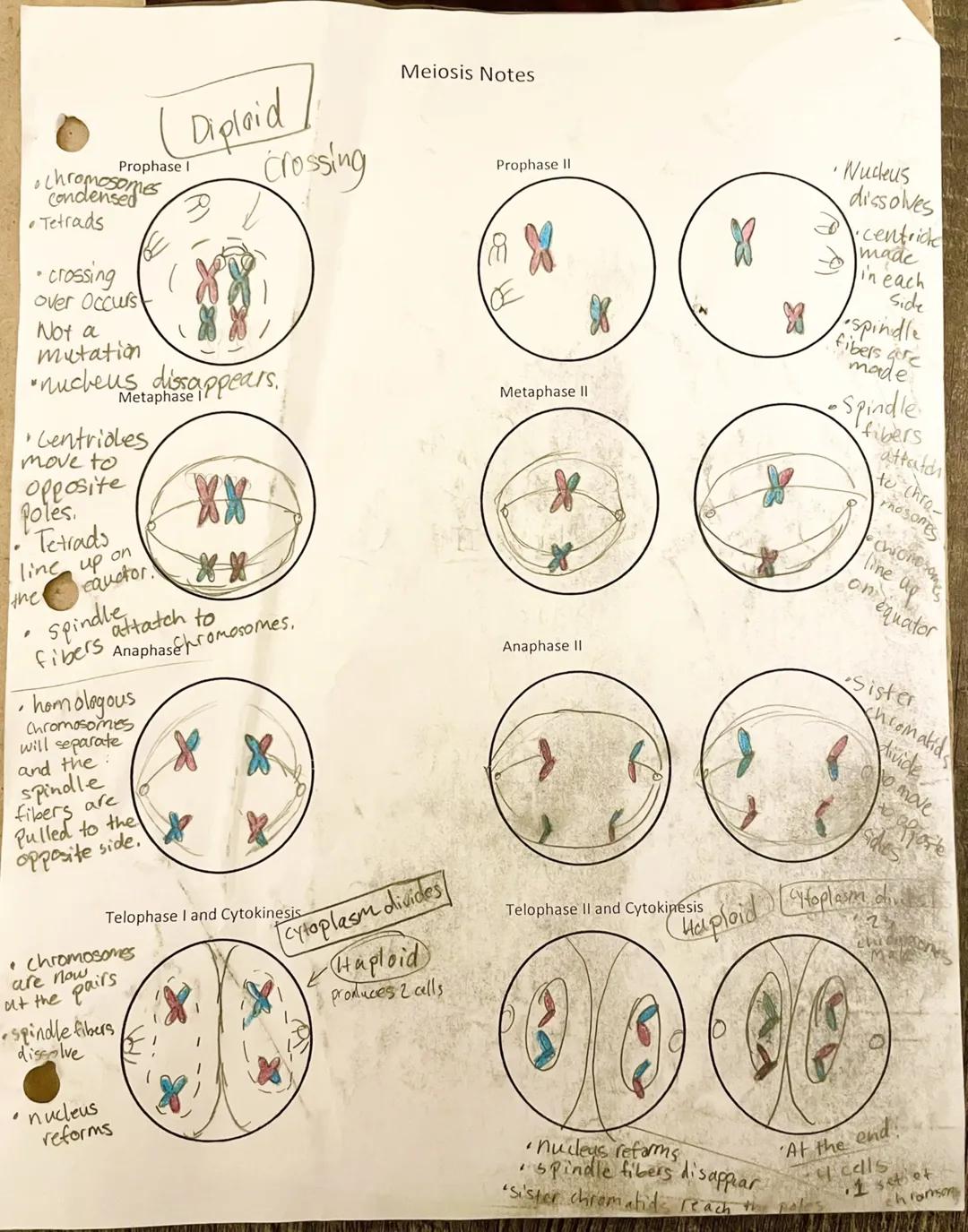chromosomes
I
• Tetrads
•crossing
Over Occurs
Not a
mutation
• nucleus dissappears.
• Centridles,
move to
opposite
Poles
Tetrads
line up on
