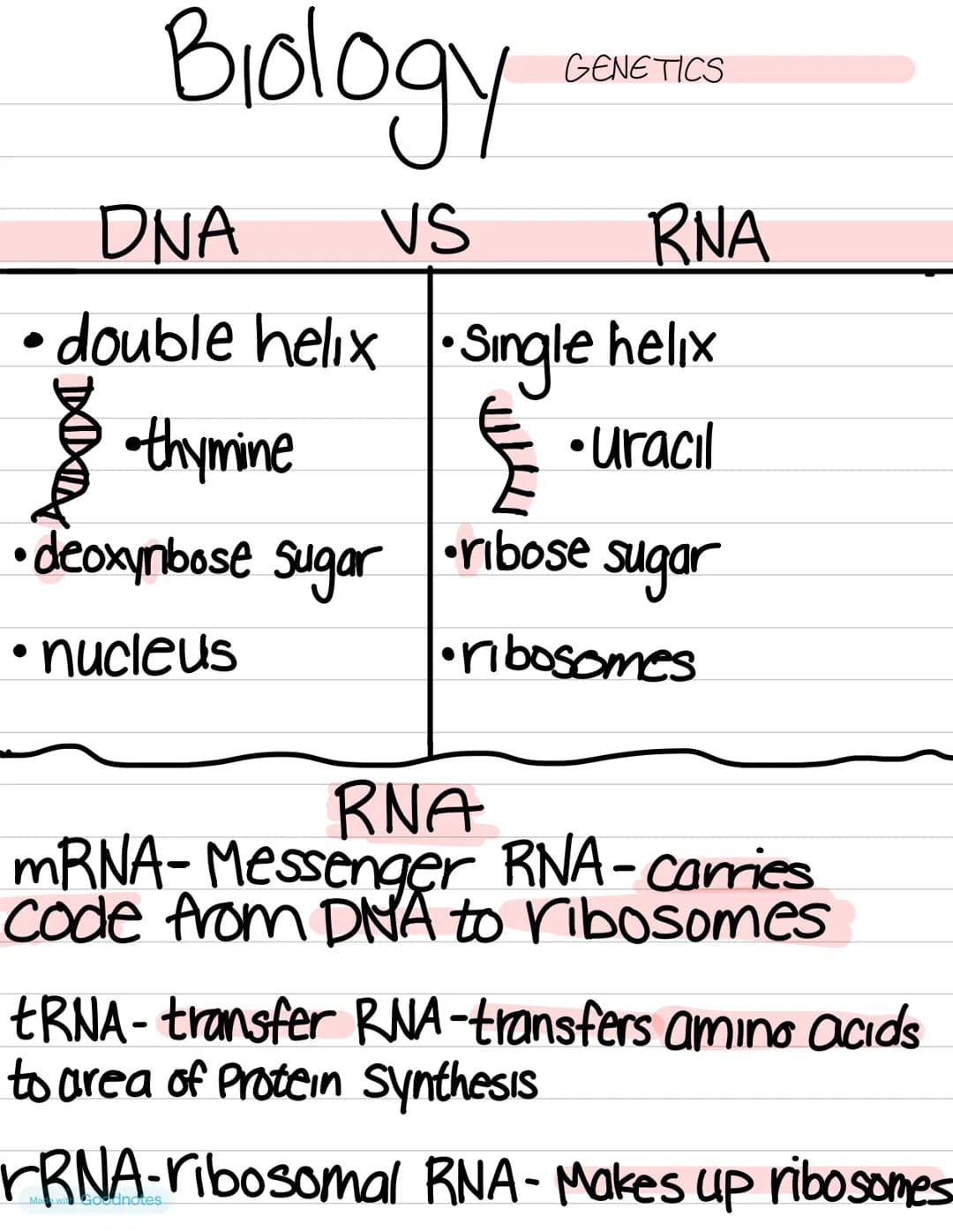 Biology
DNA VS
RNA
double helix • Single helix
thymine
•uracıl
•deoxynbose Sugar
• nucleus
GENETICS
•ribose sugar
•ribosomes
RNA
mRNA-Messen