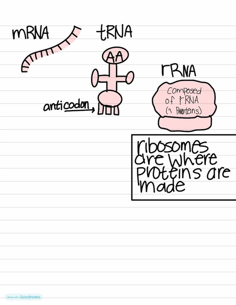 Biology
DNA VS
RNA
double helix • Single helix
thymine
•uracıl
•deoxynbose Sugar
• nucleus
GENETICS
•ribose sugar
•ribosomes
RNA
mRNA-Messen
