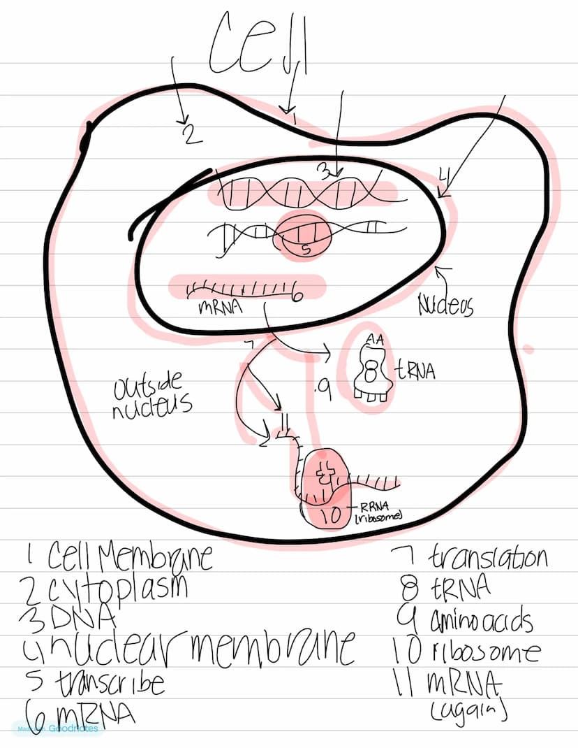 Biology
DNA VS
RNA
double helix • Single helix
thymine
•uracıl
•deoxynbose Sugar
• nucleus
GENETICS
•ribose sugar
•ribosomes
RNA
mRNA-Messen