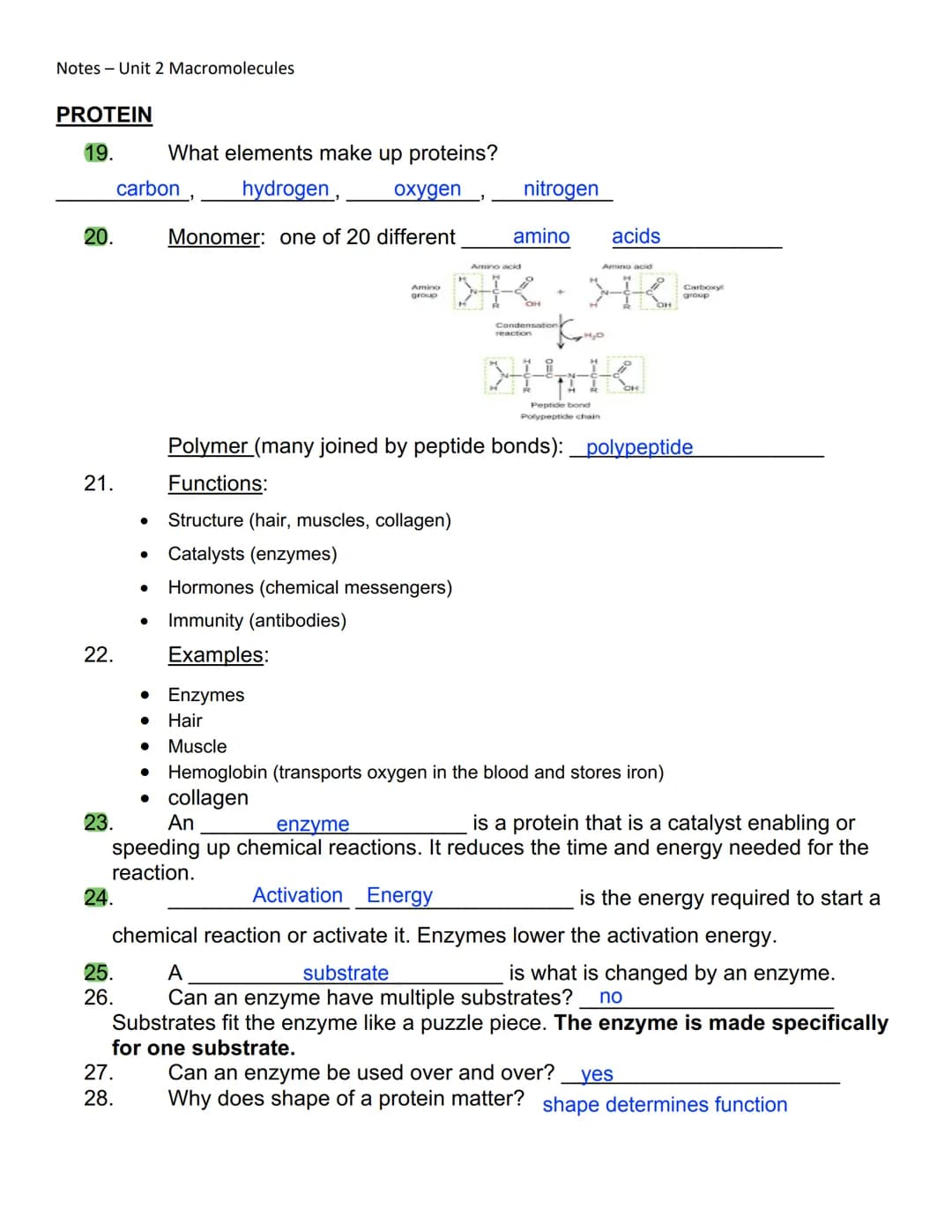 Notes - Unit 2 Macromolecules
1. The prefix_macro
2. What does that tell you about the size of macromolecules? they are large, / complex
5.
