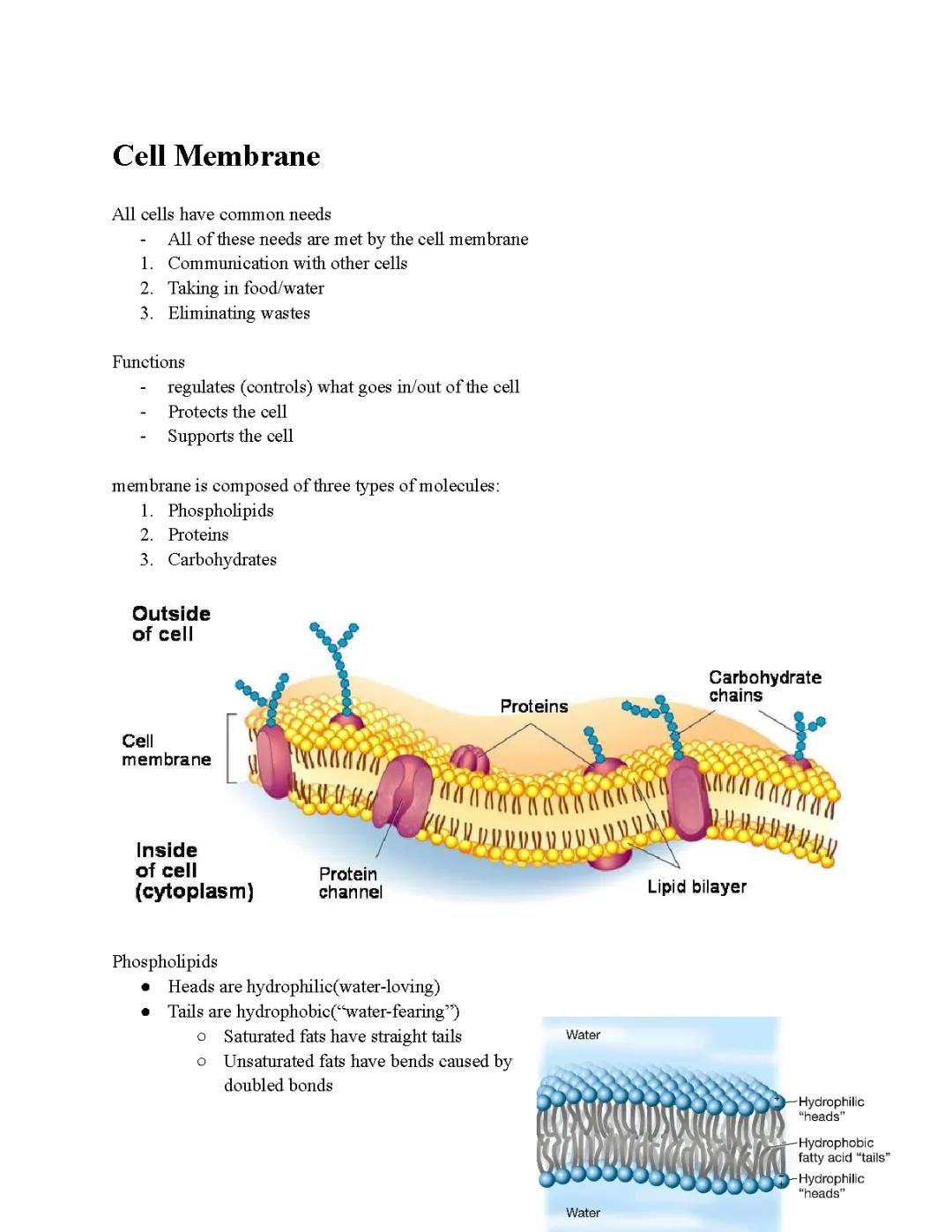 Cell Membrane