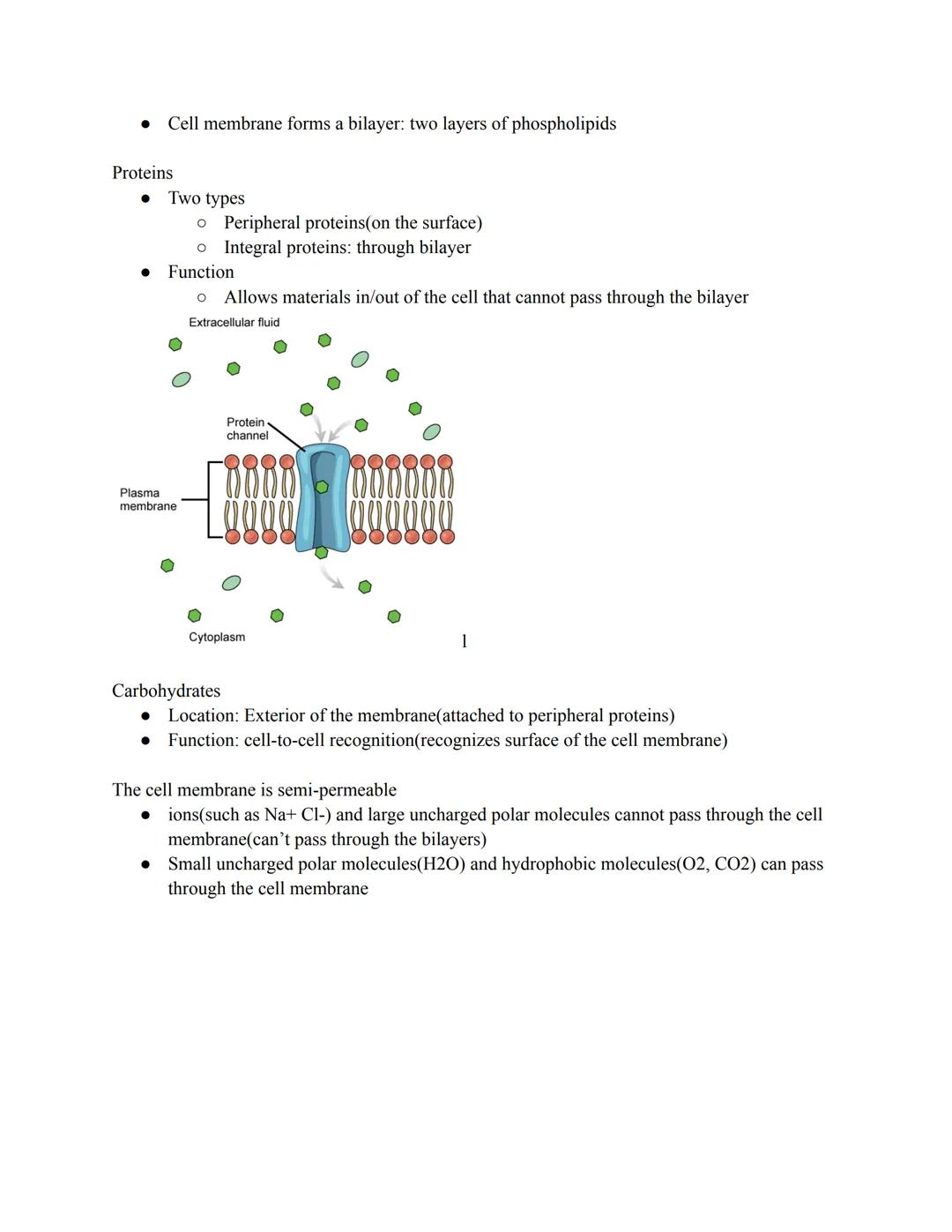 Cell Membrane
All cells have common needs
All of these needs are met by the cell membrane
1. Communication with other cells
2. Taking in foo
