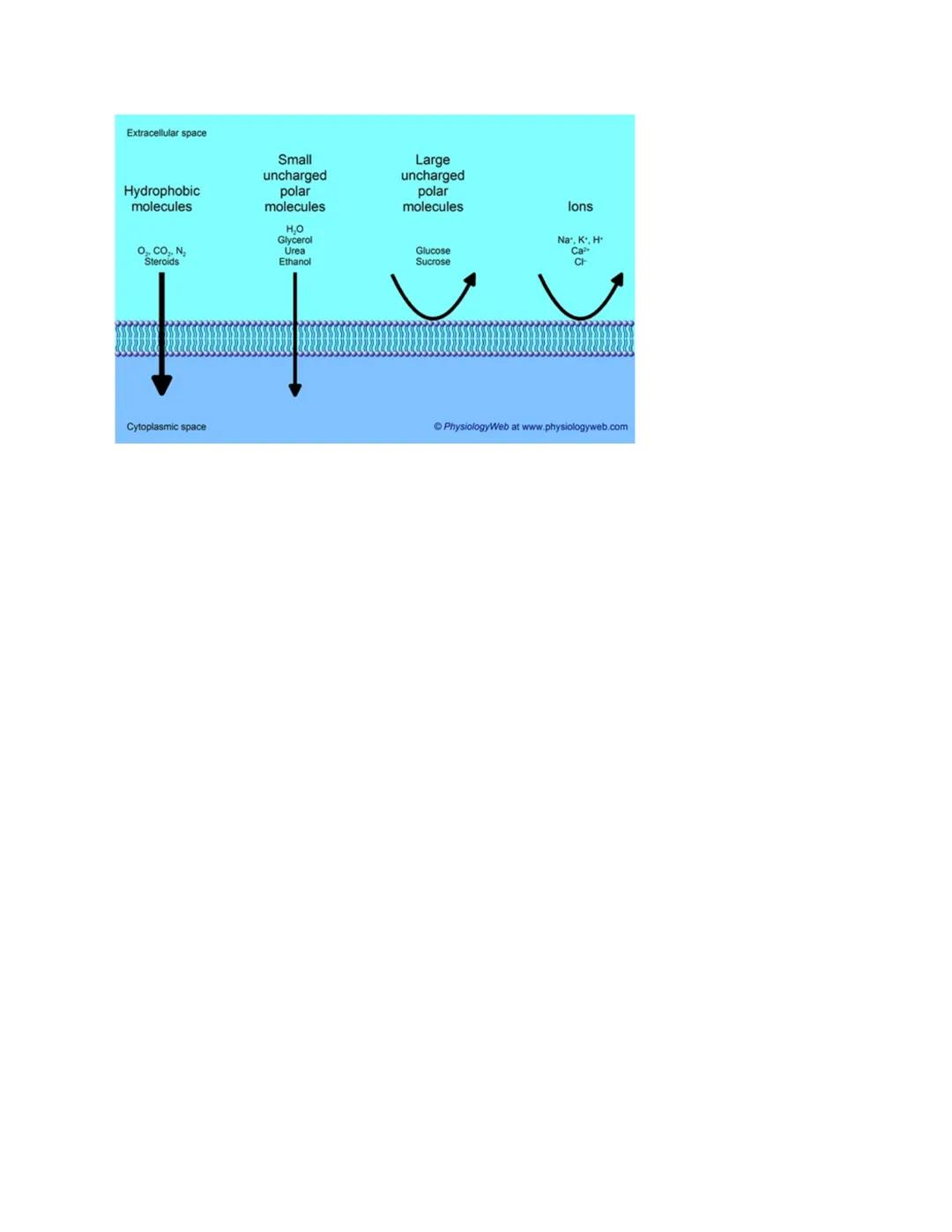 Cell Membrane
All cells have common needs
All of these needs are met by the cell membrane
1. Communication with other cells
2. Taking in foo