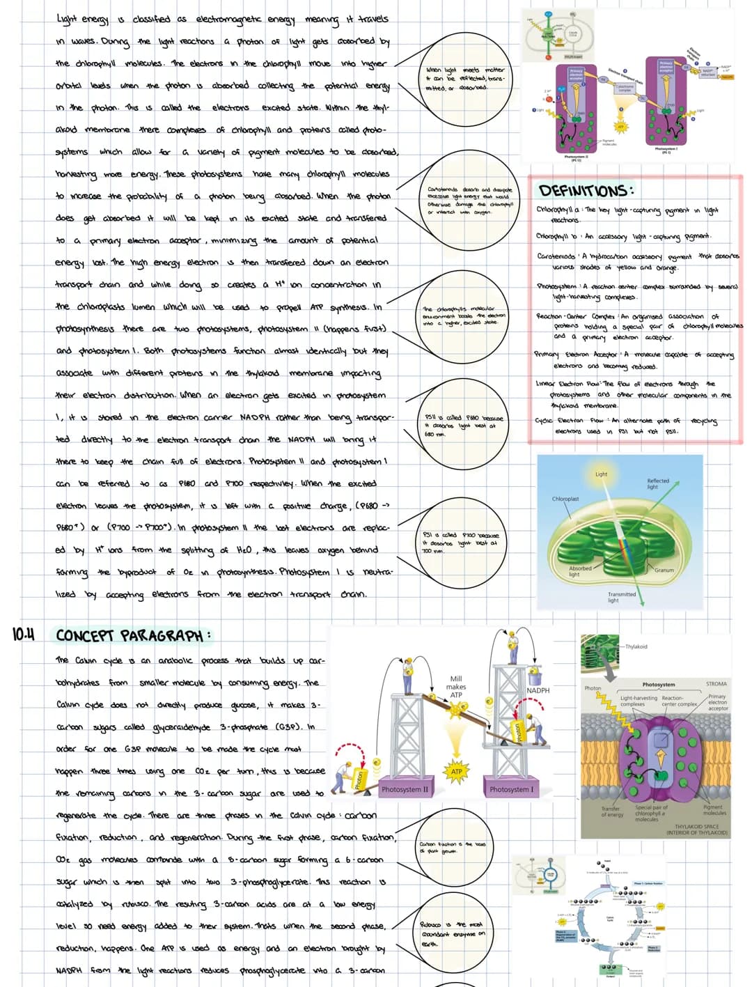 CHAPTER 10: PHOTOSYNTHESIS
PHOTOSYNTESIS AND THE CHLOROPLAST:
10.1
10.2
Light
Thylakoid
Chloroplast
cules
H₂O
reactions to
LIGHT
REACTIONS
0