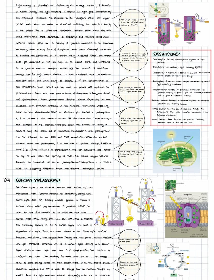 CHAPTER 10: PHOTOSYNTHESIS
PHOTOSYNTESIS AND THE CHLOROPLAST:
10.1
10.2
Light
Thylakoid
Chloroplast
cules
H₂O
reactions to
LIGHT
REACTIONS
0