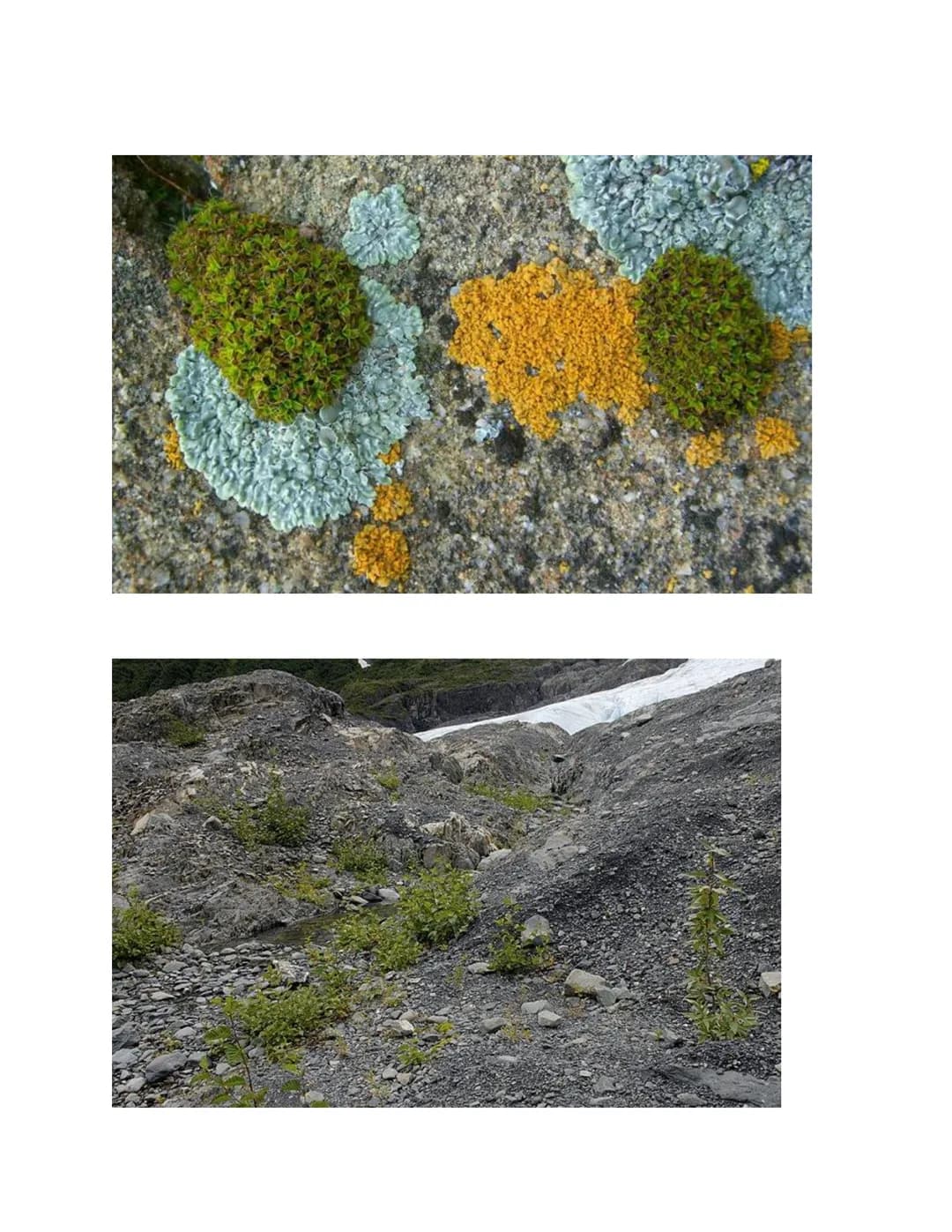 Ecology
The study of the interactions of living things with each other and the non-living environment.
Levels of Ecological Organization:
co