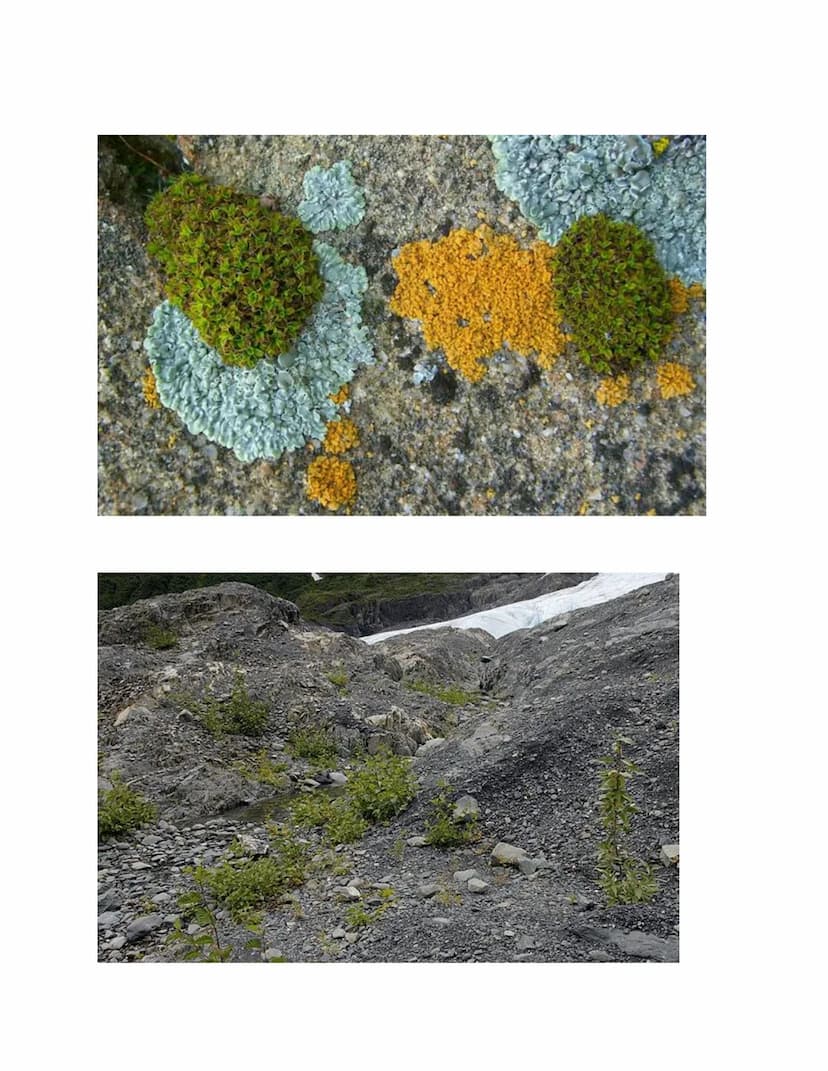 Ecology
The study of the interactions of living things with each other and the non-living environment.
Levels of Ecological Organization:
co
