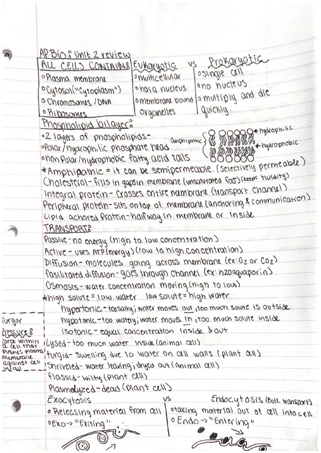 AP Bio: Unit 2 review

ALL CELLS CONTAINS Eukaryotic us Prokaryotic

Plasma membrane
multicellular osingle cell
Cytosol ("Cytoplasm") has a 