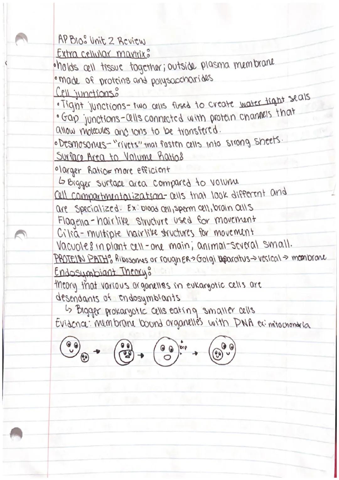 AP Bio: Unit 2 review

ALL CELLS CONTAINS Eukaryotic us Prokaryotic

Plasma membrane
multicellular osingle cell
Cytosol ("Cytoplasm") has a 