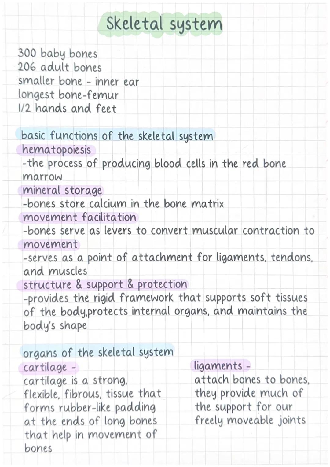 300 baby bones
206 adult bones
Skeletal system
smaller bone - inner ear
longest bone-femur
1/2 hands and feet
basic functions of the skeleta