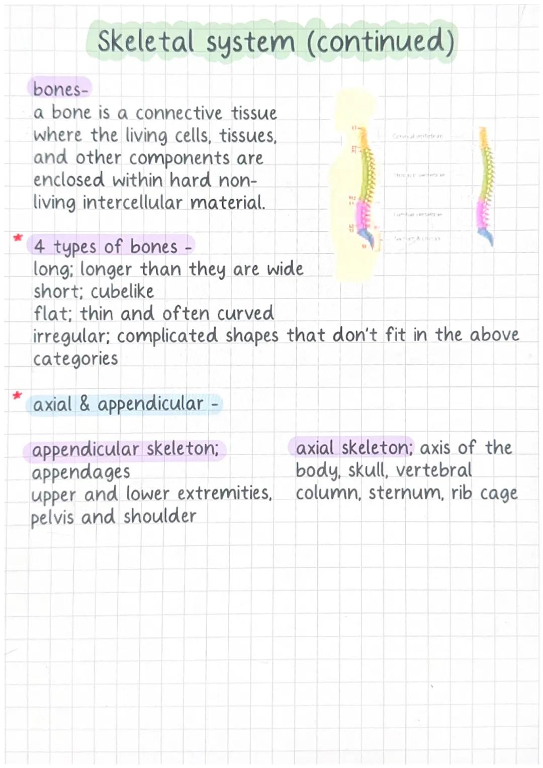 300 baby bones
206 adult bones
Skeletal system
smaller bone - inner ear
longest bone-femur
1/2 hands and feet
basic functions of the skeleta