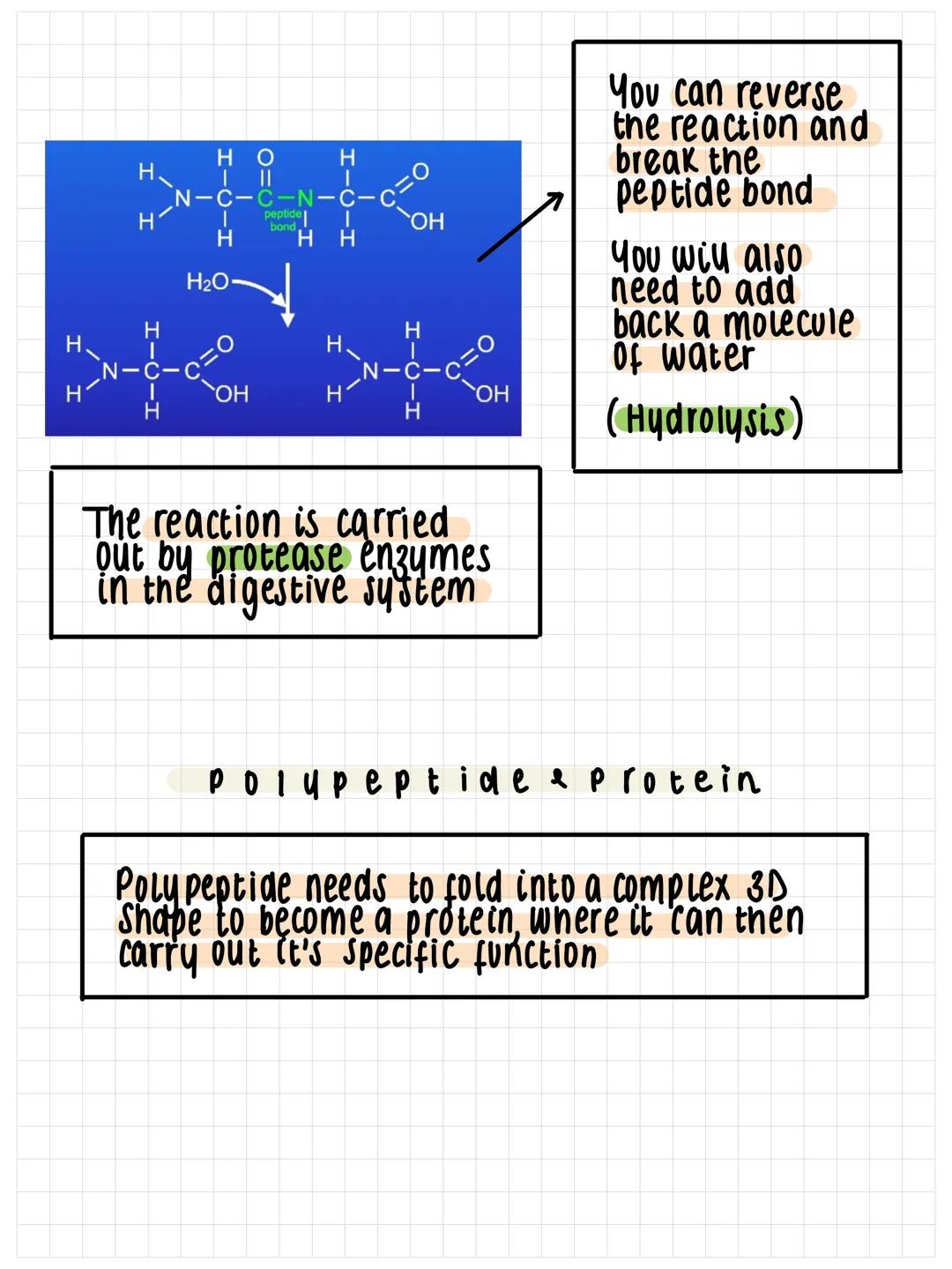 amino acids
biological molecules
There are 20 different
amino acids
amine group.
The amine and
carboxyl group
the
for every amino
acid
I
H.

