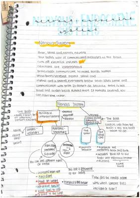 Know The nervous system- chart, sympathetic/parasympathetic, neuron, neurotransmitters thumbnail