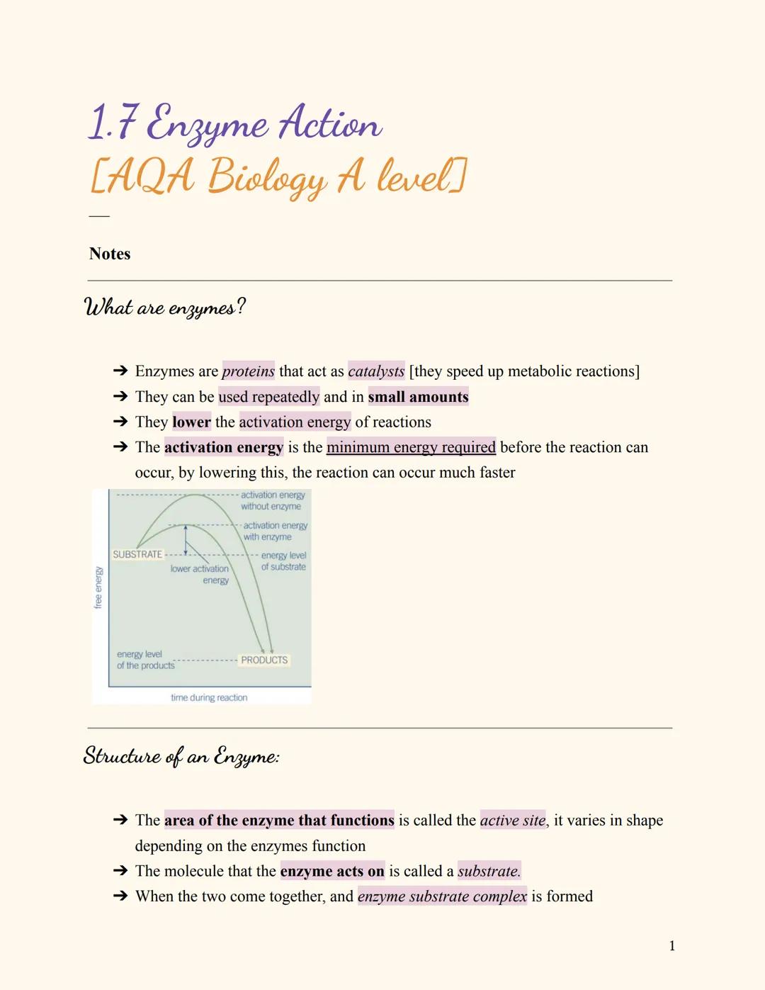 # 1.7 Enzyme Action
[AQA Biology A level]

Notes

What are enzymes?

→ Enzymes are proteins that act as catalysts [they speed up metabolic r