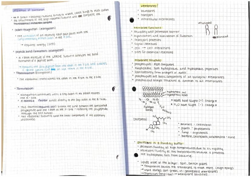 
<p>Macromolecules are the large, complex molecules that are essential for life. They are diverse and rely heavily on the carbon skeleton fo