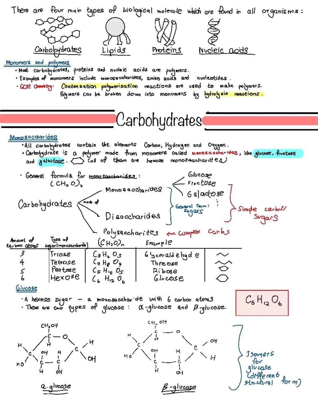 Understanding Carbohydrate Polymers: Examples and Functions