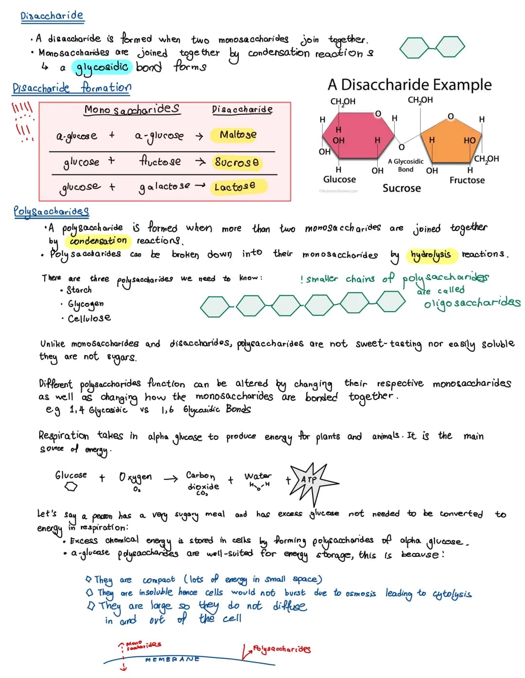 
<p>There are four main types of biological molecules that are found in all organisms:</p>
<h2 id="proteins">Proteins</h2>
<p>Most carbohydr