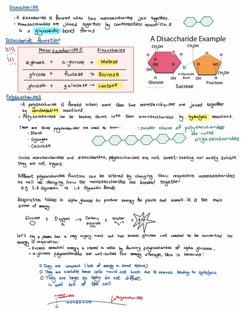 
<p>There are four main types of biological molecules that are found in all organisms:</p>
<h2 id="proteins">Proteins</h2>
<p>Most carbohydr