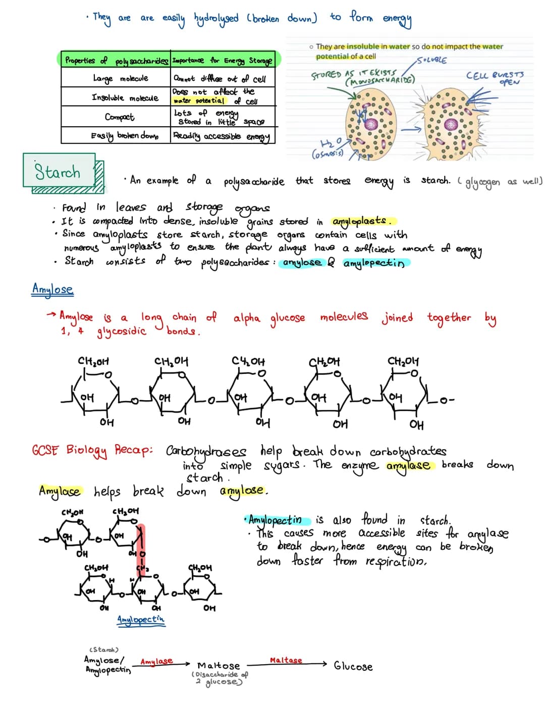 
<p>There are four main types of biological molecules that are found in all organisms:</p>
<h2 id="proteins">Proteins</h2>
<p>Most carbohydr