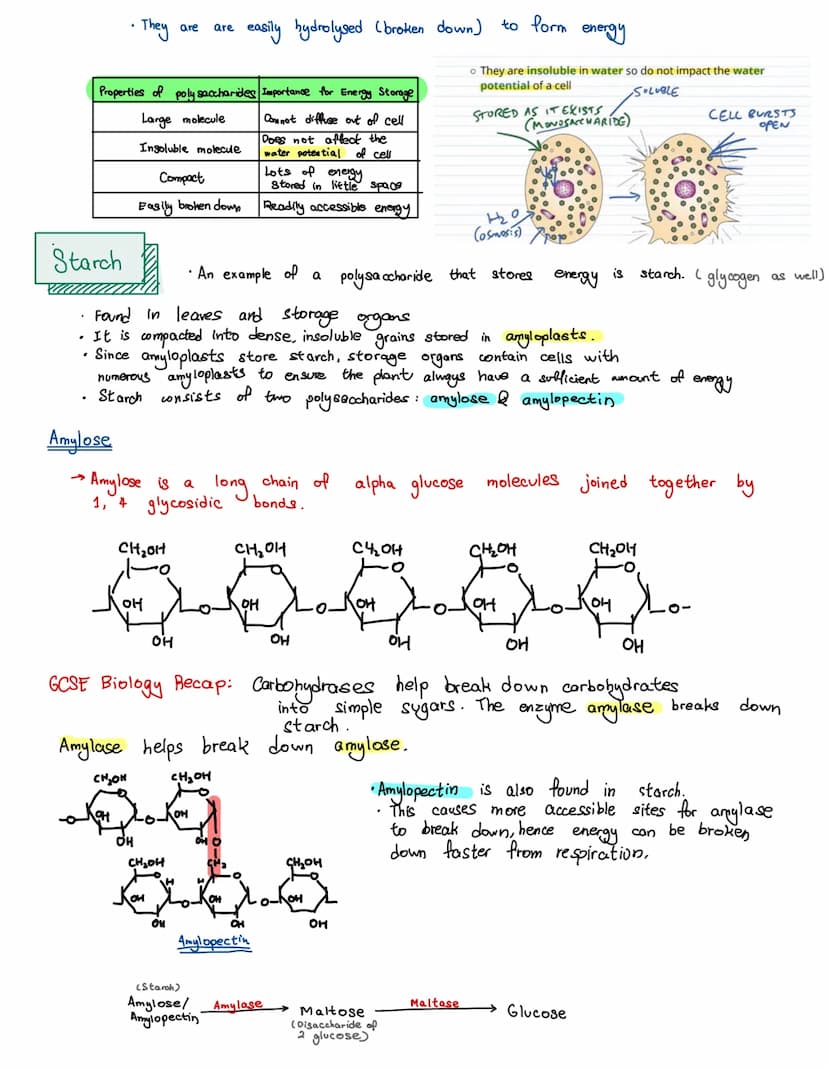 
<p>There are four main types of biological molecules that are found in all organisms:</p>
<h2 id="proteins">Proteins</h2>
<p>Most carbohydr