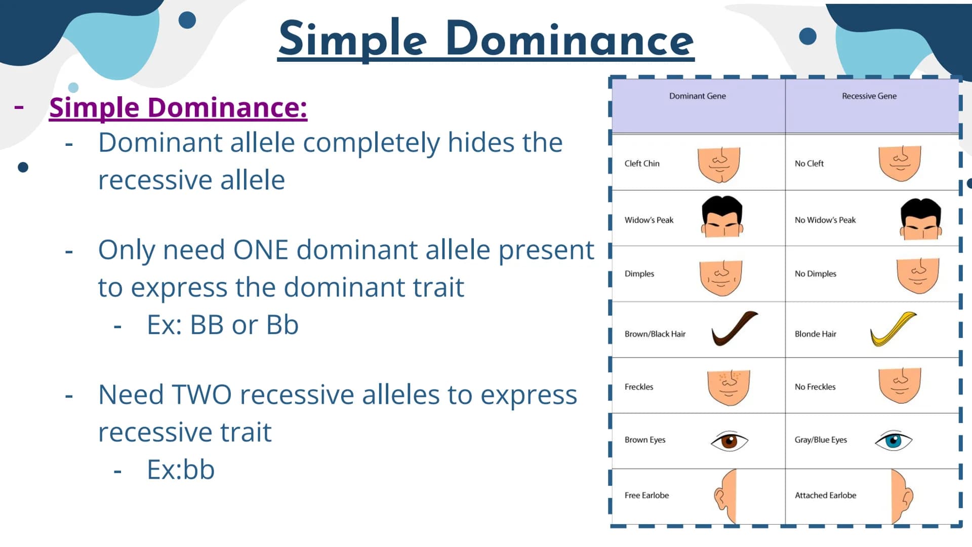 Genetics
Patterns of Heredity Genetics
Genetics- The study of how heritable traits
are transmitted from parents to offspring.
Heredity- The 