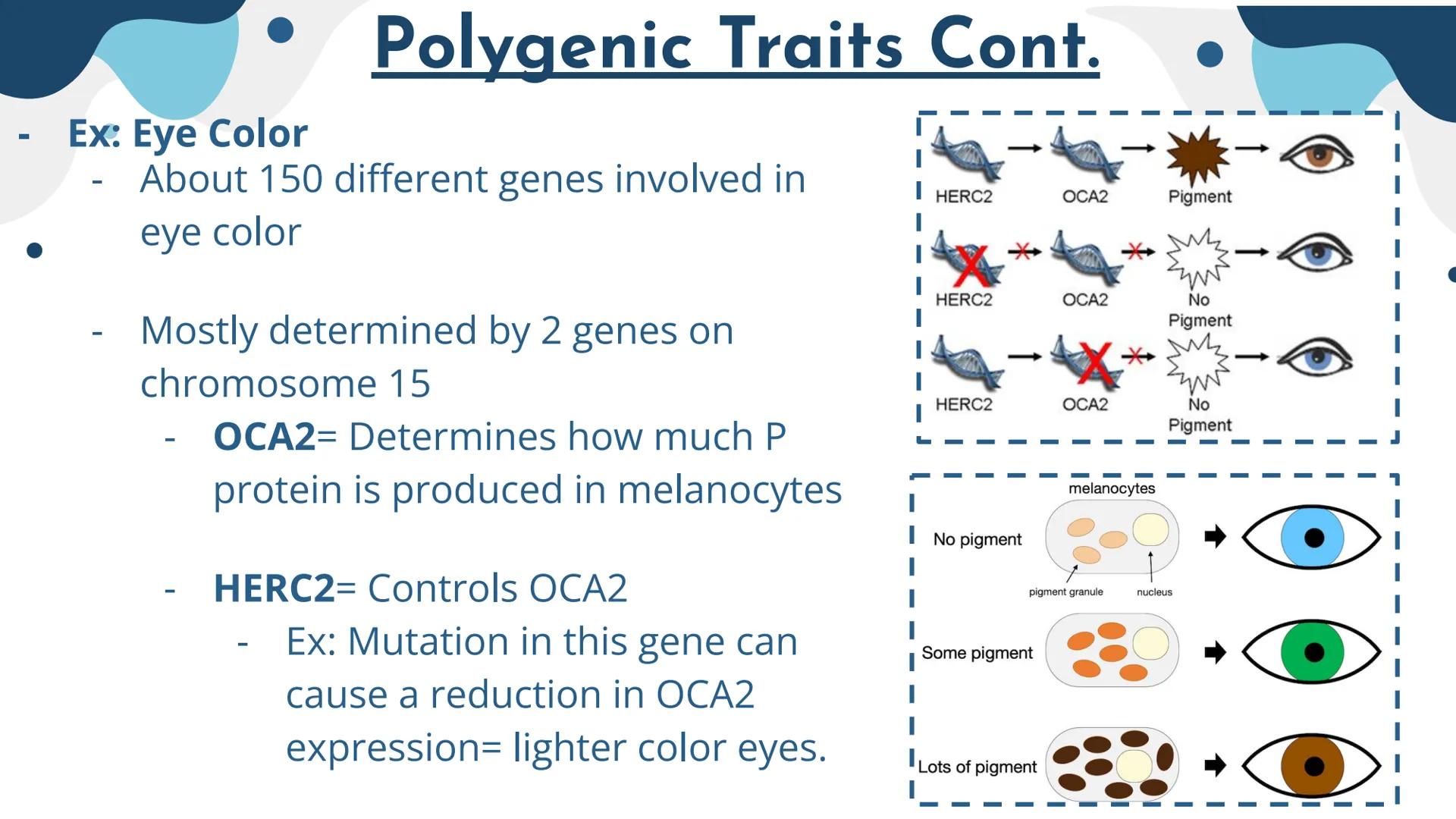 Genetics
Patterns of Heredity Genetics
Genetics- The study of how heritable traits
are transmitted from parents to offspring.
Heredity- The 