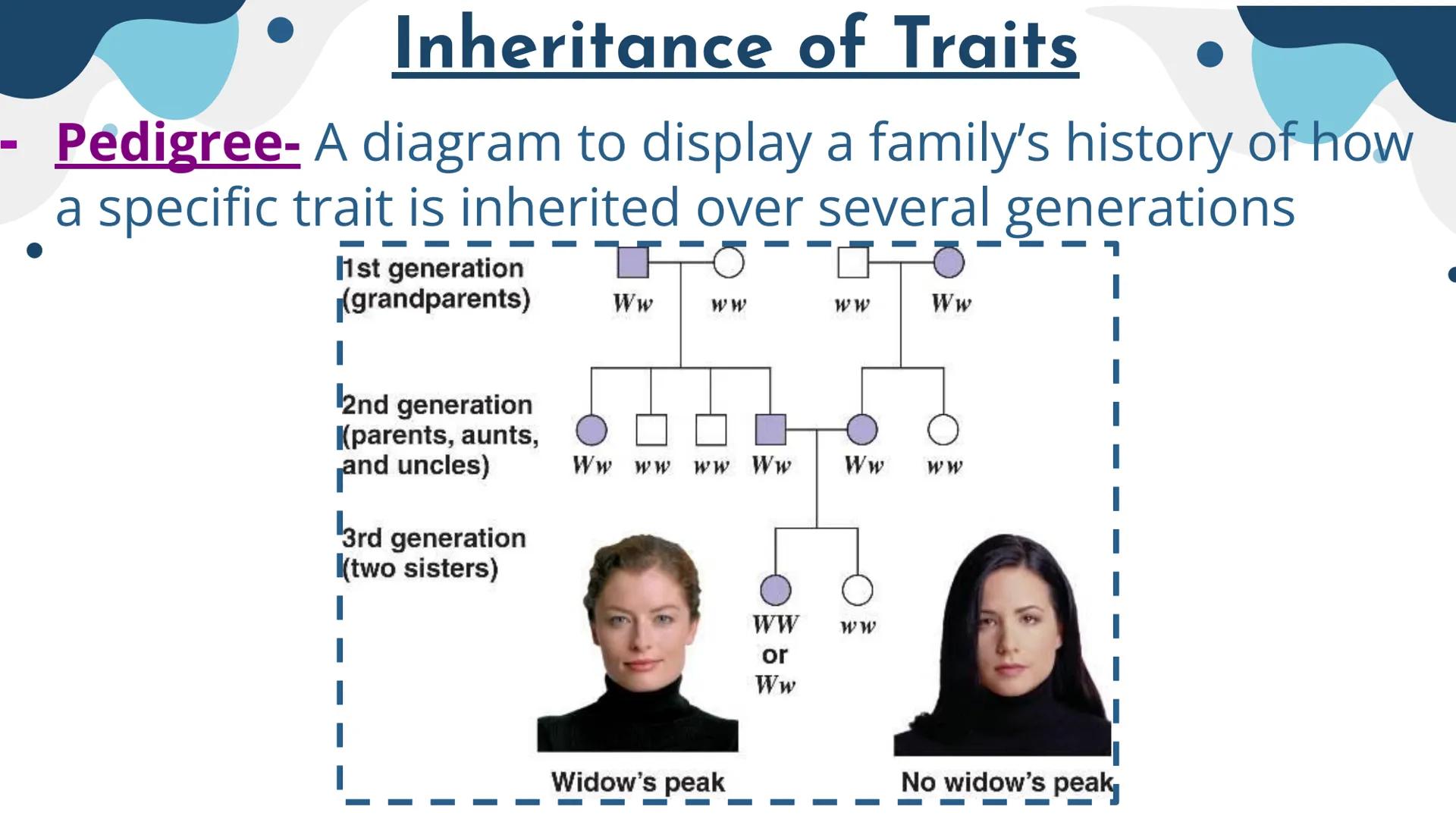 Genetics
Patterns of Heredity Genetics
Genetics- The study of how heritable traits
are transmitted from parents to offspring.
Heredity- The 