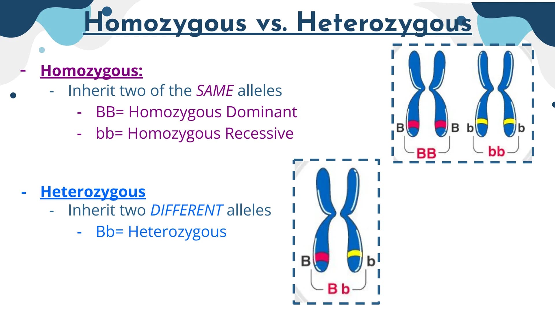 Genetics
Patterns of Heredity Genetics
Genetics- The study of how heritable traits
are transmitted from parents to offspring.
Heredity- The 