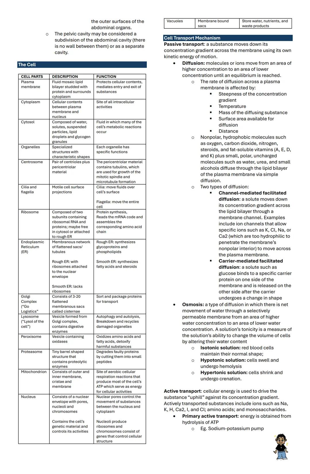 INTRODUCTION TO MICROSCOPY
Microscopy is an essential skill for medical laboratory
scientists, enabling visualization of cells and tissues t