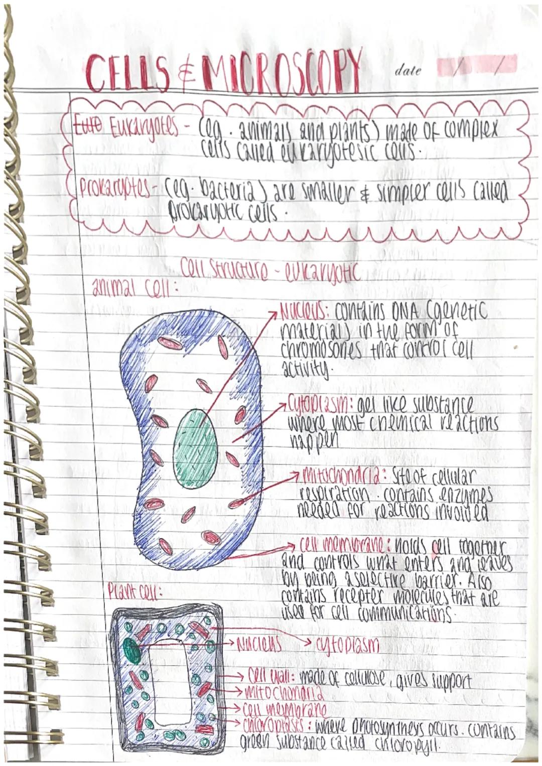 CELLS & MICROSCOPY
Eute Eukaryotes
animal cell:
IKU
Prokaryotes (eg. bacteria) are smaller & simpler cells called.
prokaryotic cells.
| Plan