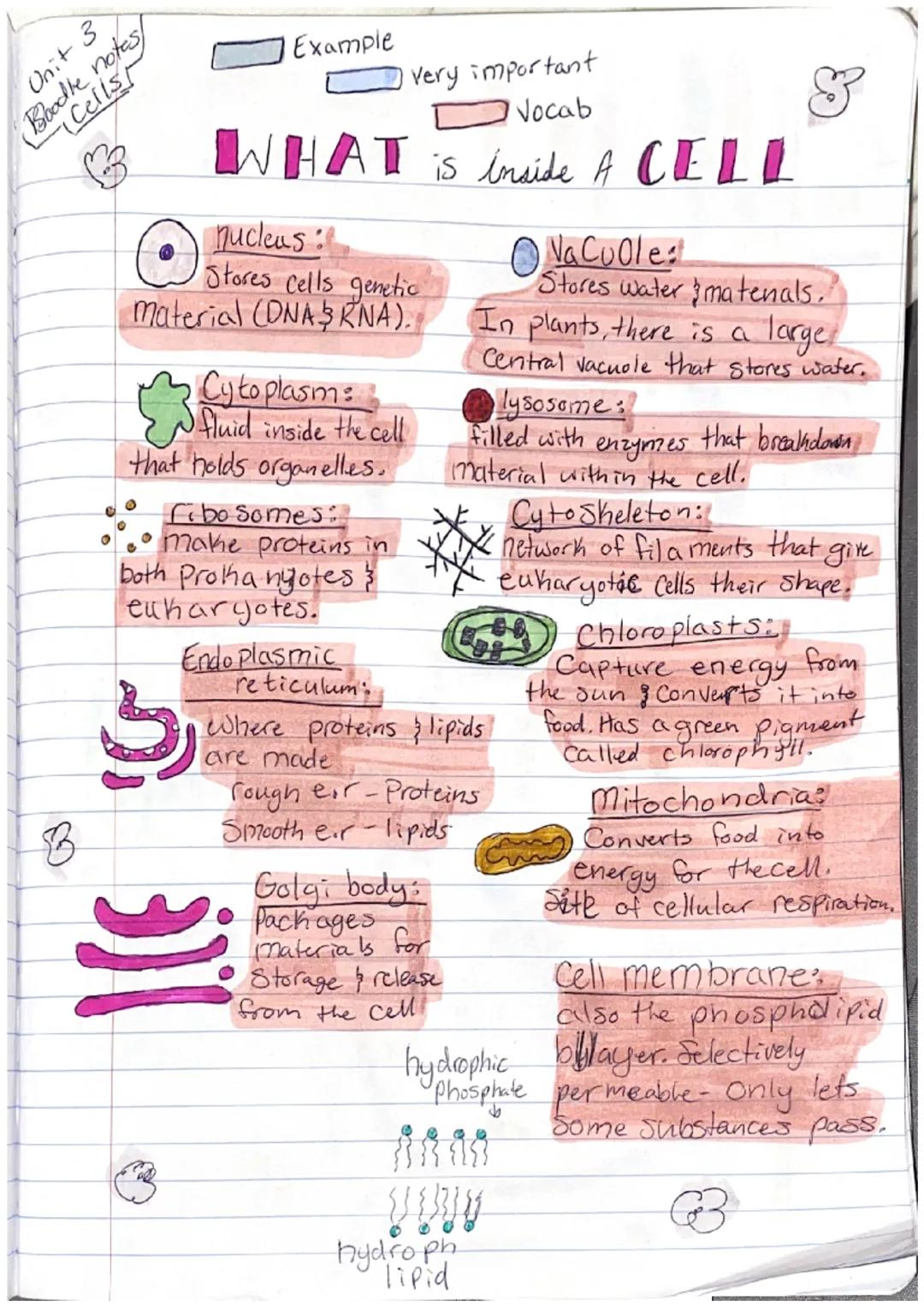 Unit 3
Boodle notes
--Cellst
Example
very important
Vocab
WHAT is inside A CELL
nucleus
Stores cells genetic
Material (DNAKNA).
Cytoplasm:
f