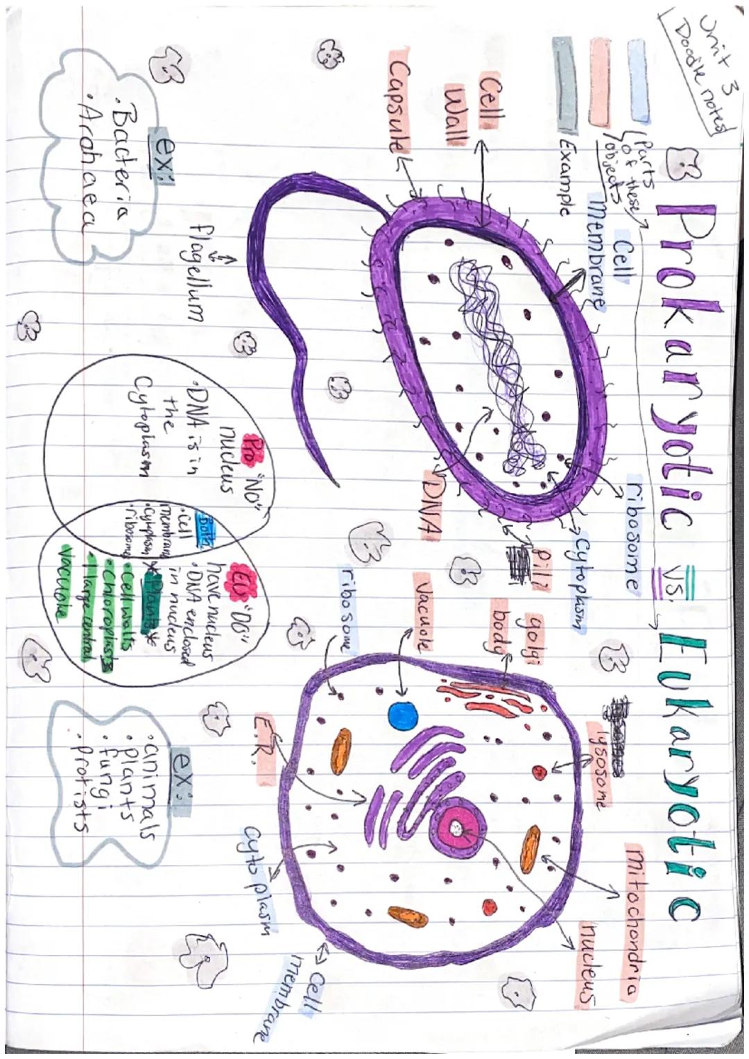 Unit 3
Boodle notes
--Cellst
Example
very important
Vocab
WHAT is inside A CELL
nucleus
Stores cells genetic
Material (DNAKNA).
Cytoplasm:
f