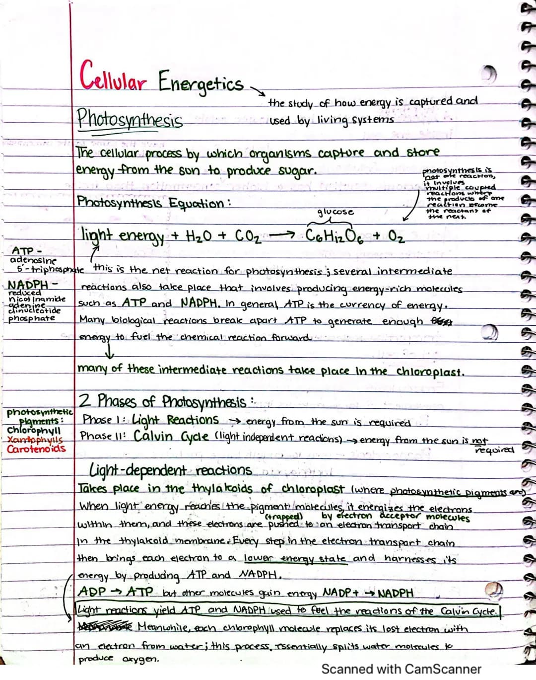 Photosynthesis Fun: ATP, NADPH, and the Magic of Photosystems!