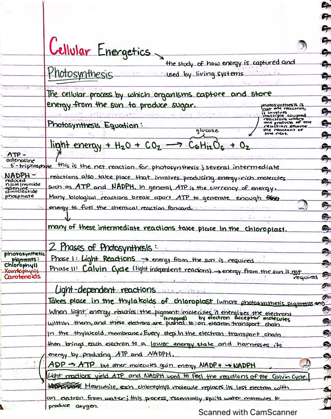 ATP-
adenosine
NADPH-
reduced
nicotinamide
inucleotide
phosphate
Cellular Energetics
Photosynthesis
The cellular process by which organisms 