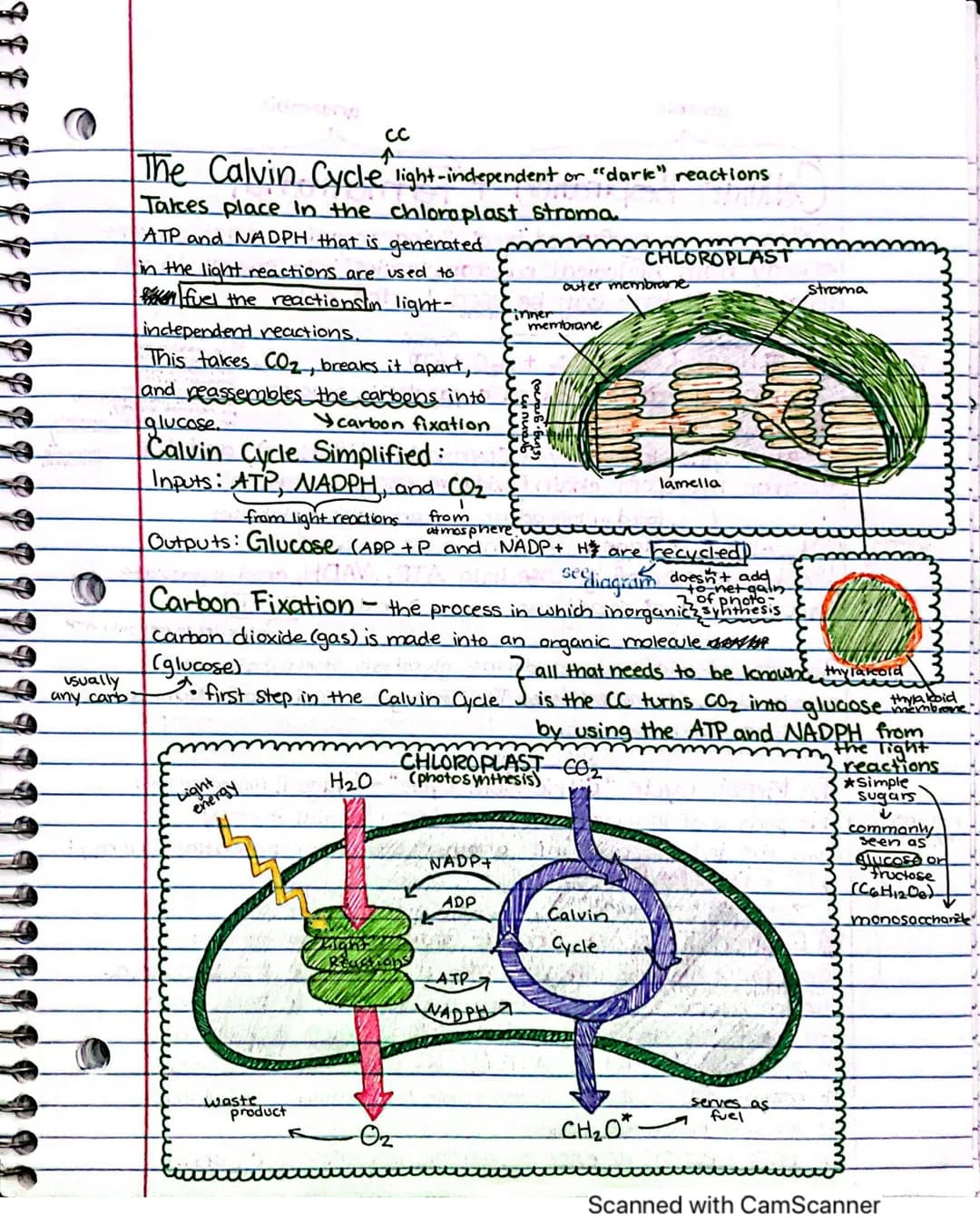 ATP-
adenosine
NADPH-
reduced
nicotinamide
inucleotide
phosphate
Cellular Energetics
Photosynthesis
The cellular process by which organisms 