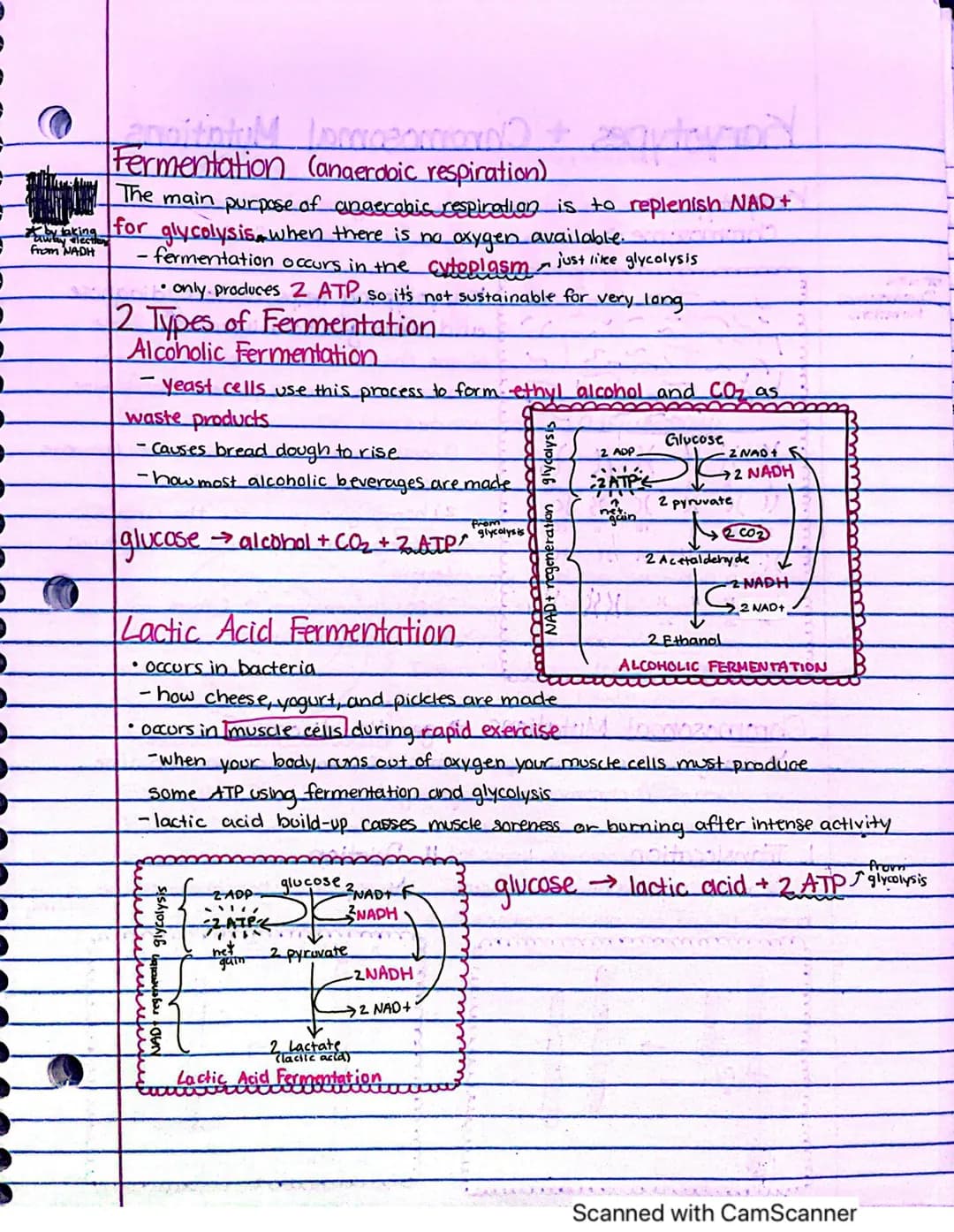 ATP-
adenosine
NADPH-
reduced
nicotinamide
inucleotide
phosphate
Cellular Energetics
Photosynthesis
The cellular process by which organisms 