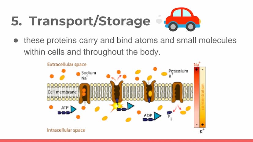 PROTEIN
Protein. PROT PROTEINS
It is a large biomolecule, it is made of one or more
long chains of amino acid residues.
• There are 20 diffe
