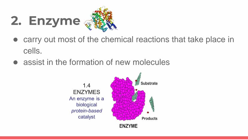 PROTEIN
Protein. PROT PROTEINS
It is a large biomolecule, it is made of one or more
long chains of amino acid residues.
• There are 20 diffe