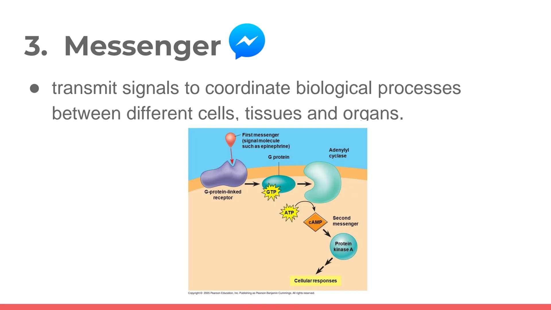 PROTEIN
Protein. PROT PROTEINS
It is a large biomolecule, it is made of one or more
long chains of amino acid residues.
• There are 20 diffe