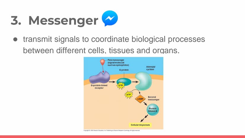 PROTEIN
Protein. PROT PROTEINS
It is a large biomolecule, it is made of one or more
long chains of amino acid residues.
• There are 20 diffe