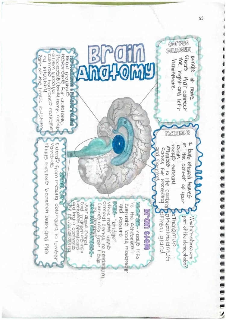 Know anatomy doodle notes thumbnail